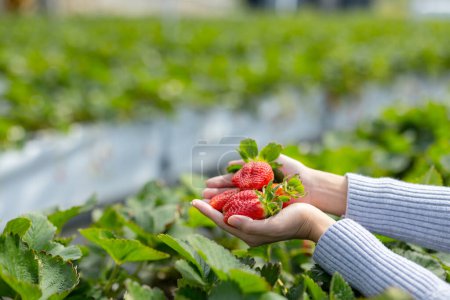 Téléchargez les photos : Tenez la main avec la fraise fraîche dans le jardin - en image libre de droit