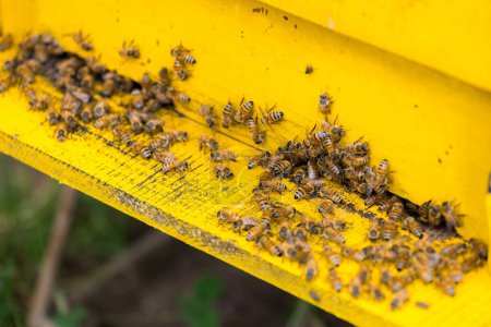 Foto de Enjambre de abejas melíferas ocupadas que entran en colmenas en el jardín - Imagen libre de derechos