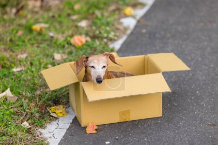 Foto de Abandonar perro salchicha en la caja de papel al aire libre - Imagen libre de derechos