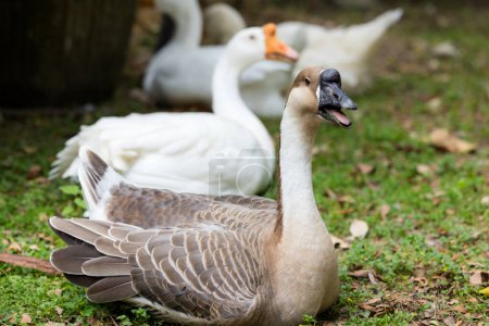 Téléchargez les photos : Gooses dans le jardin de la ferme - en image libre de droit