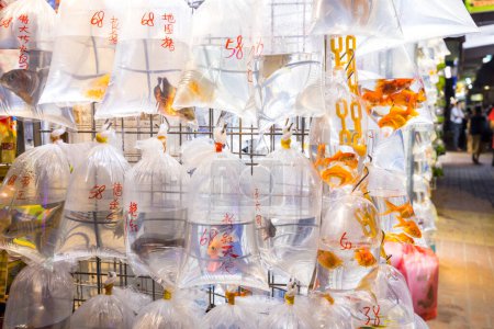 Foto de Hong Kong - 05 de abril de 2024: Venta de peces de compañía en la calle Hong Kong Mongjalá Tung Choi - Imagen libre de derechos