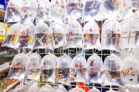 Téléchargez les photos : Hong Kong - 05 avril 2024 : Vente de poissons de compagnie dans la rue Hong Kong Tung Choi - en image libre de droit