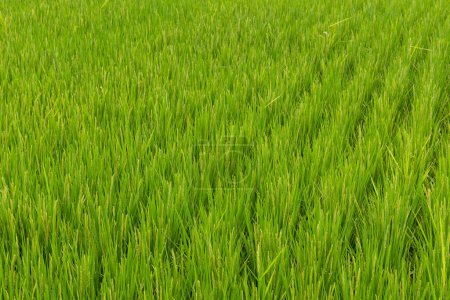 Foto de Prado de arroz con cáscara en Taiwán - Imagen libre de derechos