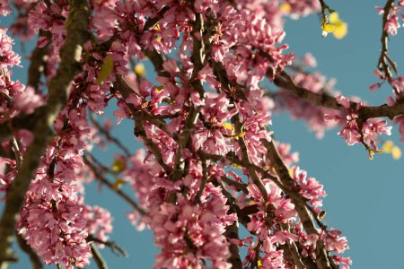 Foto de Una escena edificante de abundantes flores de cerezo rosadas, capturadas bajo un cielo azul brillante. Esta imagen se centra en los densos racimos de flores, ofreciendo una mirada detallada a los pétalos e invitando a los espectadores a celebrar la vitalidad de la primavera.. - Imagen libre de derechos