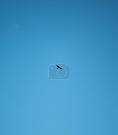 Ein Vogel schwebt hoch in einem klaren blauen Himmel und verkörpert die Essenz der Freiheit und die Weite der natürlichen Welt.