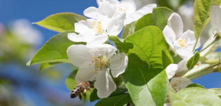 Foto de Un primer plano atractivo de una abeja cerca de flores blancas prístinas bajo un cielo azul brillante. Destacan las hojas verdes vívidas y los vibrantes pétalos blancos, que muestran la actividad natural y la belleza de la polinización en primavera.. - Imagen libre de derechos