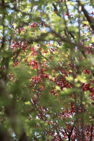 Dieses eindrucksvolle Bild fängt ein einzigartiges Zusammenspiel zwischen den leuchtend grünen Blättern des Frühlings und den tiefroten Blättern ein, die typischerweise im Herbst zu sehen sind.