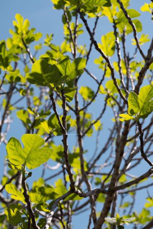 Foto de Muestra vívida de hojas jóvenes y verdes extendidas contra un cielo azul claro, capturando la esencia de la primavera. La luz del sol se filtra, destacando los intrincados patrones de las venas en las hojas, enfatizando el crecimiento y la vitalidad.. - Imagen libre de derechos