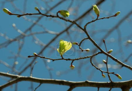 Foto de Esta imagen captura los delicados brotes nuevos de la primavera, iluminados por la luz del sol contra un cielo azul nítido. Cada brote simboliza el inicio de un nuevo ciclo de crecimiento, reflejando la resiliencia y renovación de la naturaleza.. - Imagen libre de derechos