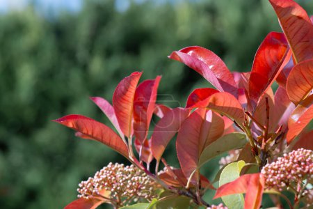 Foto de Una ráfaga de hojas rojas vívidas destaca sobre un fondo de exuberante vegetación, resaltada por la luz del sol primaveral que realza los ricos colores ardientes y las delicadas texturas de la planta.. - Imagen libre de derechos