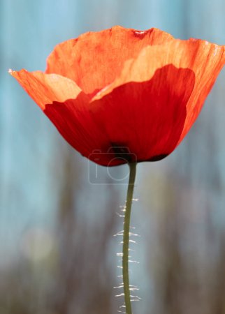 Foto de Flor de amapola roja, iluminada por la luz natural, mostrando sus delicados pétalos y elegante tallo. - Imagen libre de derechos