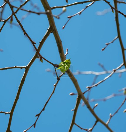 Lebendige Essenz des Frühlings mit frischen grünen Blättern, die vor einem tiefblauen Himmel sprießen.