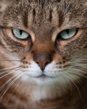 Foto de Esta llamativa fotografía de cerca resalta la intensa mirada de un gato con fascinantes ojos verdes. - Imagen libre de derechos