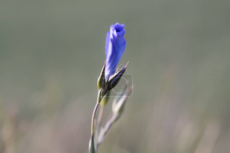 Foto de Un solo capullo de flor azul, capturado en agudo detalle sobre un fondo verde suave y borroso, personifica la gracia de las flores de primavera. - Imagen libre de derechos
