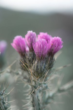 Foto de Un detallado primer plano de una flor de cardo púrpura que muestra sus vibrantes flores sobre un fondo suave y borroso. - Imagen libre de derechos