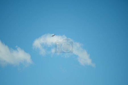 A solitary bird soars elegantly above a white cloud, set against a vivid blue sky, epitomizing freedom and tranquility.