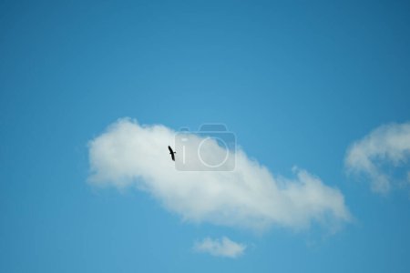 A solitary bird soars elegantly above a white cloud, set against a vivid blue sky, epitomizing freedom and tranquility.