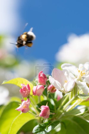 Foto de Capturando un momento dinámico, esta imagen muestra a una abeja en vuelo, acercándose a vibrantes flores rosadas y blancas bajo un cielo azul claro. La escena pone de relieve la interacción entre los polinizadores de la naturaleza y las plantas con flores, haciendo hincapié en la vitalidad de spri - Imagen libre de derechos