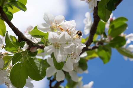 Foto de Esta vibrante imagen captura a una abeja polinizando activamente un racimo de flores blancas. Frente a un cielo azul claro, la escena destaca el papel crítico de las abejas en el proceso natural de polinización, potenciando la belleza y la salud del ecosistema - Imagen libre de derechos