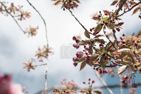 Foto de Esta imagen captura la delicada belleza de las flores primaverales, con racimos de flores y brotes rosados posados contra un cielo suave y nublado.. - Imagen libre de derechos