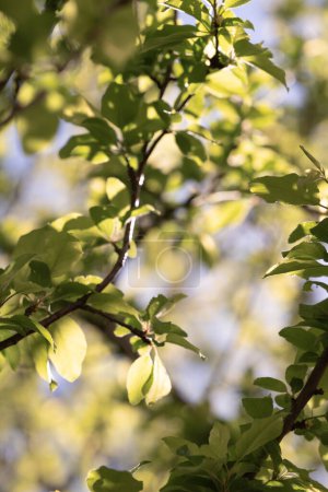 Foto de Esta imagen captura maravillosamente el juego de la luz solar a través de hojas jóvenes de primavera, creando un efecto suave y luminoso.. - Imagen libre de derechos