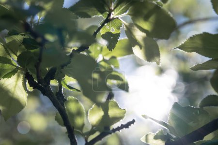 Foto de Interacción de la luz solar y las sombras a través de hojas verdes vibrantes. - Imagen libre de derechos