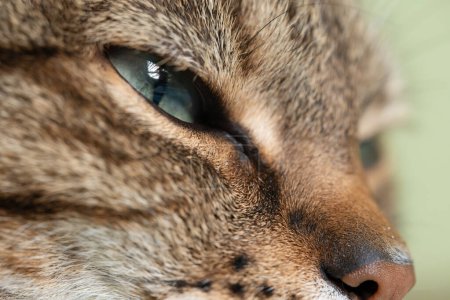 Dieses atemberaubende Nahaufnahme-Foto fängt die Tiefe und Komplexität eines Katzenauges ein.