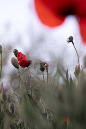 Foto de Una llamativa amapola roja emerge en un enfoque nítido en medio de un campo de enfoque suave verde, creando un contraste dramático que cautiva al espectador. - Imagen libre de derechos