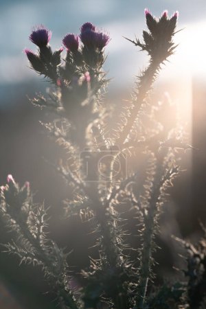 Die Hintergrundbeleuchtung des Sonnenuntergangs schafft eine dramatische Silhouette von Distelblumen, die ihre scharfen Konturen und lebendigen Farben hervorhebt.