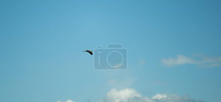 Captured in expansive blue, a lone bird glides effortlessly, framed by delicate clouds, symbolizing peace and freedom.