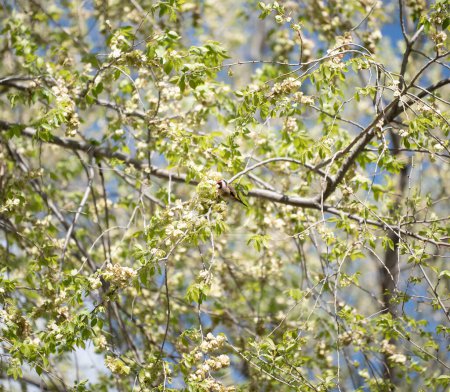 Foto de Un pinzón de colores se posa en las ramas en ciernes de un árbol de primavera, su llamativa cara roja contrastando con las suaves hojas verdes y las flores blancas, colocadas contra un cielo azul claro. - Imagen libre de derechos