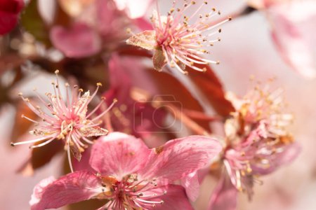 Foto de Primer plano de vibrantes flores de cerezo rosa con un fondo suave y borroso, destacando los intrincados detalles de los estambres y pétalos. Esta imagen captura la esencia de la primavera en plena floración. - Imagen libre de derechos