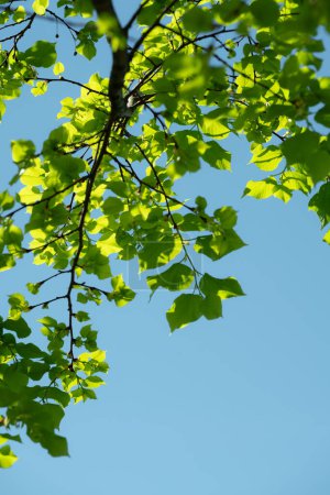 Foto de Captura la esencia de la primavera con esta imagen de hojas verdes frescas, bañadas por la luz del sol contra un cielo azul claro. - Imagen libre de derechos