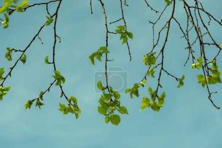 Foto de Esencia de la primavera con nuevas hojas brotando en delicadas ramas contra un cielo azul claro. - Imagen libre de derechos