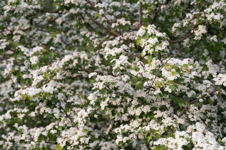 Foto de Densos racimos de flores de espino blanco, envolviendo las ramas con floraciones exuberantes y vibrantes. - Imagen libre de derechos