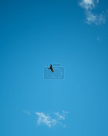 A bird soars high in a clear blue sky, embodying the essence of freedom and the vastness of the natural world.