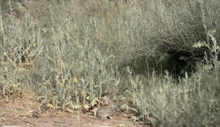 Foto de Un conejo salvaje se sienta tranquilamente entre el pincel y las flores silvestres, mezclándose a la perfección en el paisaje natural. - Imagen libre de derechos