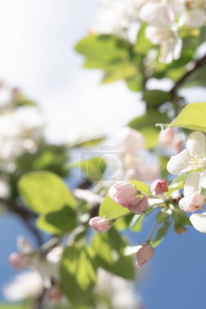 Captured with a soft focus, this image features delicate spring blossoms against a blue sky. The composition focuses on the tender pink buds and open white flowers, evoking a sense of freshness and new beginnings inherent to spring.