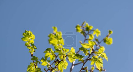 Foto de Hojas verdes vibrantes que se extienden a través de las ramas contra un cielo azul claro, encarnando la frescura y el crecimiento de principios de primavera - Imagen libre de derechos