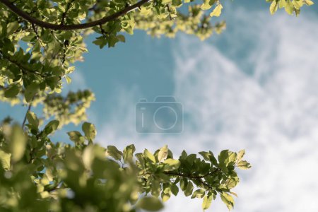 This image captures the essence of spring with vibrant green leaves framing a beautifully textured cloudy sky.
