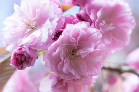 Foto de Primer plano de exquisitamente exuberantes flores de cerezo rosa, mostrando capas de delicados pétalos suavemente iluminados por la luz natural, capturando el pico del esplendor floral de la primavera. - Imagen libre de derechos
