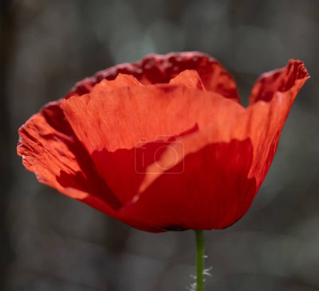 Foto de Una sola amapola roja vibrante en plena floración. La imagen resalta la delicada textura de los pétalos y el audaz contraste de color sobre un fondo suavemente borroso, capturando la esencia de la primavera.. - Imagen libre de derechos