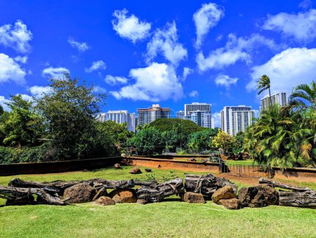 Photo for Waikiki -   February 26, 2023: These majestic tortoises are living their best lives in the lush exhibit at the Honolulu Zoo! With plenty of space to roam, these gentle giants love to bask in the sun, munch on fresh greens, and explore the rocky terra - Royalty Free Image