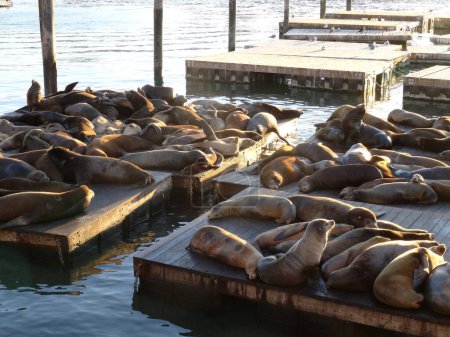 Téléchargez les photos : Un grand groupe d'otaries repose sur des rangées de Piers près du quai 39 à San Francisco, en Californie.
. - en image libre de droit