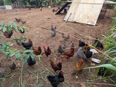Una variedad de pollos se ven picoteando y buscando comida en un entorno de granja rural, con un cobertizo rústico visible en el fondo entre la vegetación dispersa y los árboles. Los pollos parecen activos y es probable que disfruten del espacio abierto para vagar y