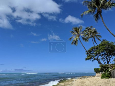 Coconut trees dot a sandy beach against a vibrant blue sky near calm ocean waters on Diamond Head Beach.