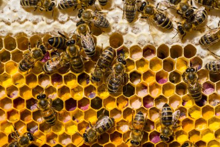 Honig und Pollen von Kräutern. Dieser Honig und Pollen aus den Blüten von Akazien, Linden, Blumen von Wiesenpflanzen. Der heilkräftigste Honig und Pollen. Einsatz in der alternativen Medizin.