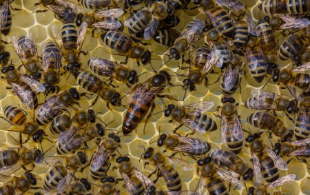 Foto de Las abejas trabajadoras cuidan a su reina - Imagen libre de derechos