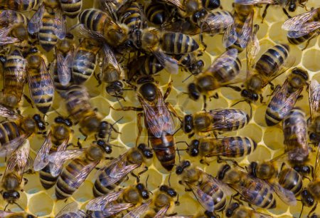 Téléchargez les photos : Queen Bee pond des œufs dans un nid d'abeille Queen Bee est toujours entourée d'abeilles ouvrières son serviteur. - en image libre de droit