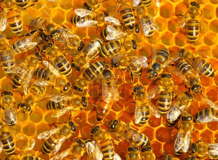 Téléchargez les photos : Queen Bee pond des œufs dans un nid d'abeille Queen Bee est toujours entourée d'abeilles ouvrières son serviteur. - en image libre de droit